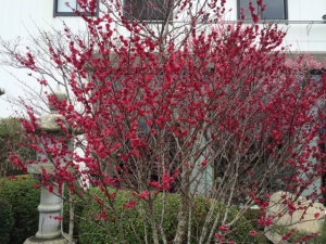 梅の花そろそろ満開！