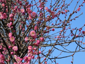 1/31梅の開花情報