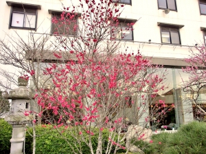 続、紅梅開花状況♪