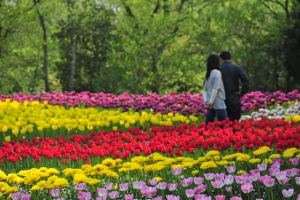 「国営讃岐まんのう公園」花らんまん♪春らんまん♪