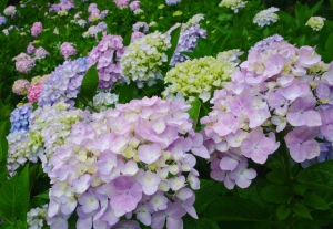 梅雨の時期は「四国村」で四季折々の花