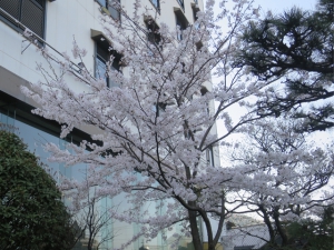 いよいよ春本番！桜が見頃です♪