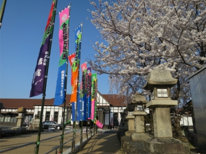 いよいよ春本番！桜が見頃です♪