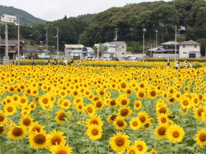 隣町のまんのう町に約120万本のひまわり畑が登場♪(7月上旬頃～）