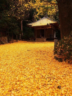 香川のおすすめ紅葉スポット③~薬師院