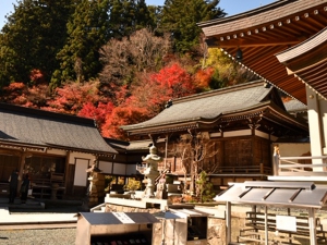 【紅葉情報】雲辺寺