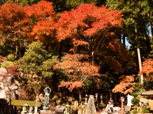 【紅葉情報】雲辺寺