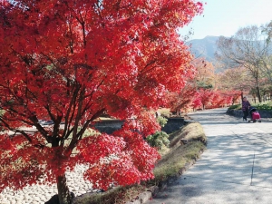 香川用水記念公園の紅葉