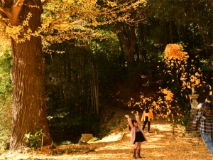 【紅葉情報】釈迦堂の大いちょう