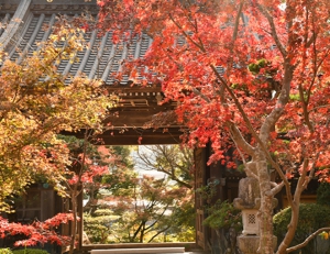 【紅葉情報】宝光寺のしだれモミジ