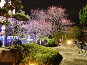 ＋＋＋　梅開花情報　＋＋＋　（1月20日）