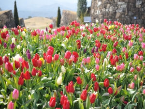 早春の花々を満喫！「国営讃岐まんのう公園　早春フェスタ」