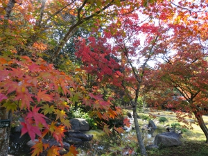 秋を楽しむ“香川用水記念公園の紅葉”