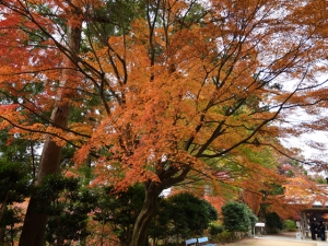 第81番札所「白峯寺」　の紅葉