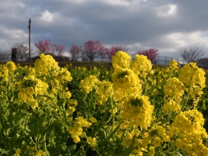 国営讃岐まんのう公園　「早春フェスタ」　　※2月15日若干空室ございます。