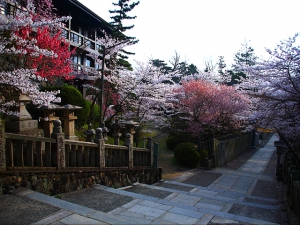 金刀比羅宮・桜馬場に桜のトンネル　　※4月4日（土曜）がお得