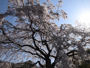 【綾川町西分】堀池のしだれ桜が見頃♪