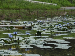 プチ「モネの庭」？青い睡蓮が咲いています   「財田里山ビオトープ」