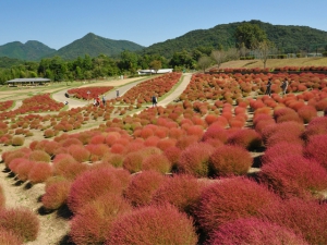 【国営讃岐まんのう公園】キバナコスモスやコキアが楽しめます