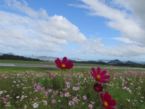 【高松空港・さぬきこどもの国】秋の風物詩、コスモスが見頃でした