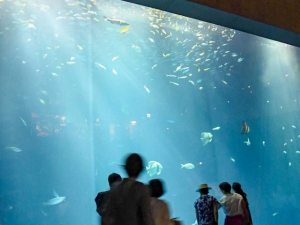 「四国水族館」で新しい体験プログラム始まる！！