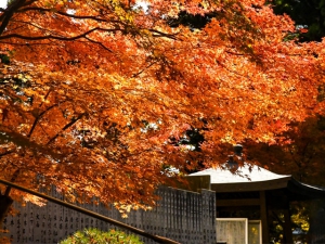 【雲辺寺】紅葉が見頃！「天空のブランコ」で絶景も堪能♪