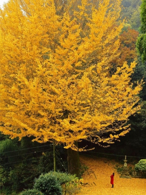 香川県の紅葉スポット　「釈迦堂の大イチョウ」