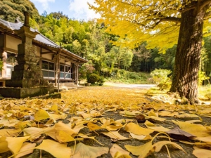 香川県の紅葉スポット　「釈迦堂の大イチョウ」