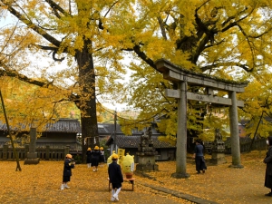 【岩部八幡神社】樹齢600年、樹齢400年！2つの大イチョウが見頃♪