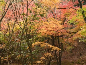 香川県の紅葉スポット　「満濃池森林公園」