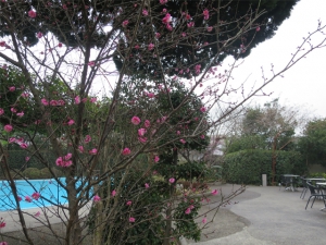 【花てらす庭園】春の訪れを告げる梅の花が咲き始めました