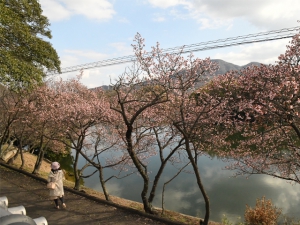 【丸亀市・福成寺】一足早い春を感じさせてくれる寒桜とメジロ♪