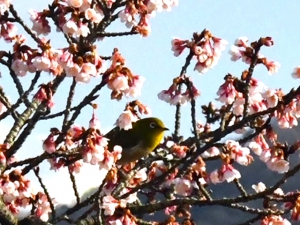 【丸亀市・福成寺】一足早い春を感じさせてくれる寒桜とメジロ♪