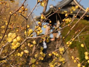 【三豊市・延命寺】蝋梅の甘い香りが春の訪れを感じさせてくれます