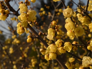 【三豊市・延命寺】蝋梅の甘い香りが春の訪れを感じさせてくれます