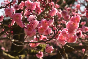 【特別名勝　栗林公園】春の訪れ♪梅が見頃を迎えていました！