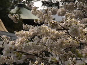 【総本山善通寺】涅槃桜が見頃を迎えていました♪