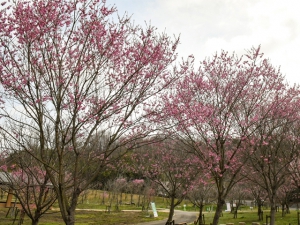 【国営讃岐まんのう公園】一足早く桜のお花見を堪能♪