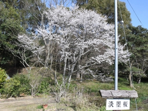 【公渕森林公園】淡墨桜（うすずみさくら）が見頃♪