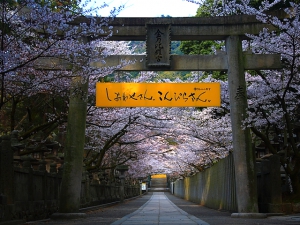 【金刀比羅宮】桜の時期は華やかな参拝をお楽しみいただけます♪