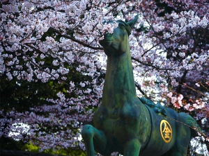 【金刀比羅宮】桜の時期は華やかな参拝をお楽しみいただけます♪