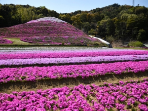 【芝桜富士】香川県東かがわ市にある現在進行形、芝桜の私設公園♪