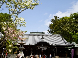 【岩田神社】樹齢800年超といわれる藤が見頃♪