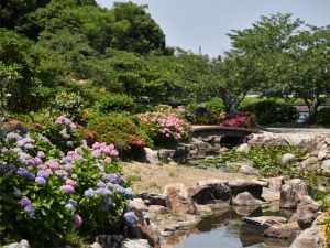 香川の穴場的・紫陽花スポット「やすらぎ公園」