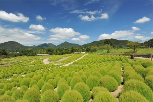 【国営讃岐まんのう公園】サマーフェスタ★ふわふわもこもこ色鮮やかな緑葉の「コキア」と黄色い「ひまわり」を堪能♪