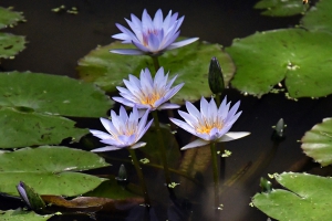 「財田里山ビオトープ」三豊市（宝山湖）にプチ「モネの庭」？青い睡蓮が咲いてます♪