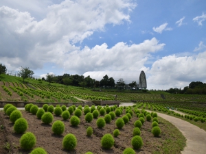 【国営讃岐まんのう公園】ひまわりが見頃♪ライムグリーンのコキアや芝生アートを楽しめます♪