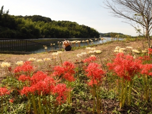 【宝山湖公園】満開時には赤と白の彼岸花が山の斜面を彩る。青い睡蓮も見頃。