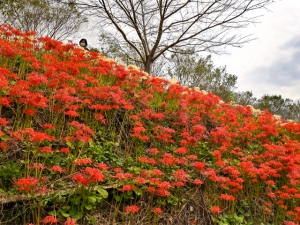 【宝山湖公園】満開時には赤と白の彼岸花が山の斜面を彩る。青い睡蓮も見頃。