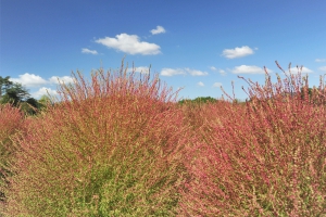 【国営讃岐まんのう公園】花巡りの丘★“紅葉する草”コキアが赤く色づきはじめています